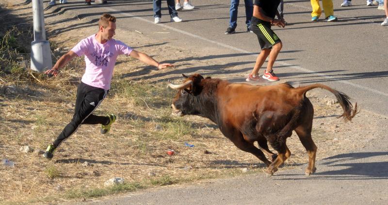 Encierro del sábado por la tarde en Olmedo