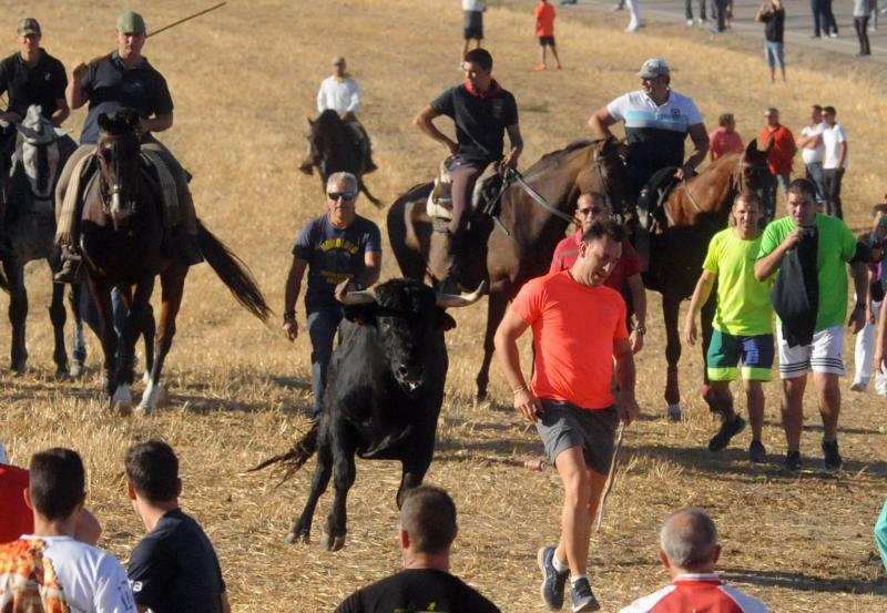 Encierro del sábado por la tarde en Olmedo