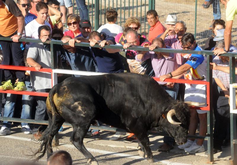 Encierro del sábado por la tarde en Olmedo