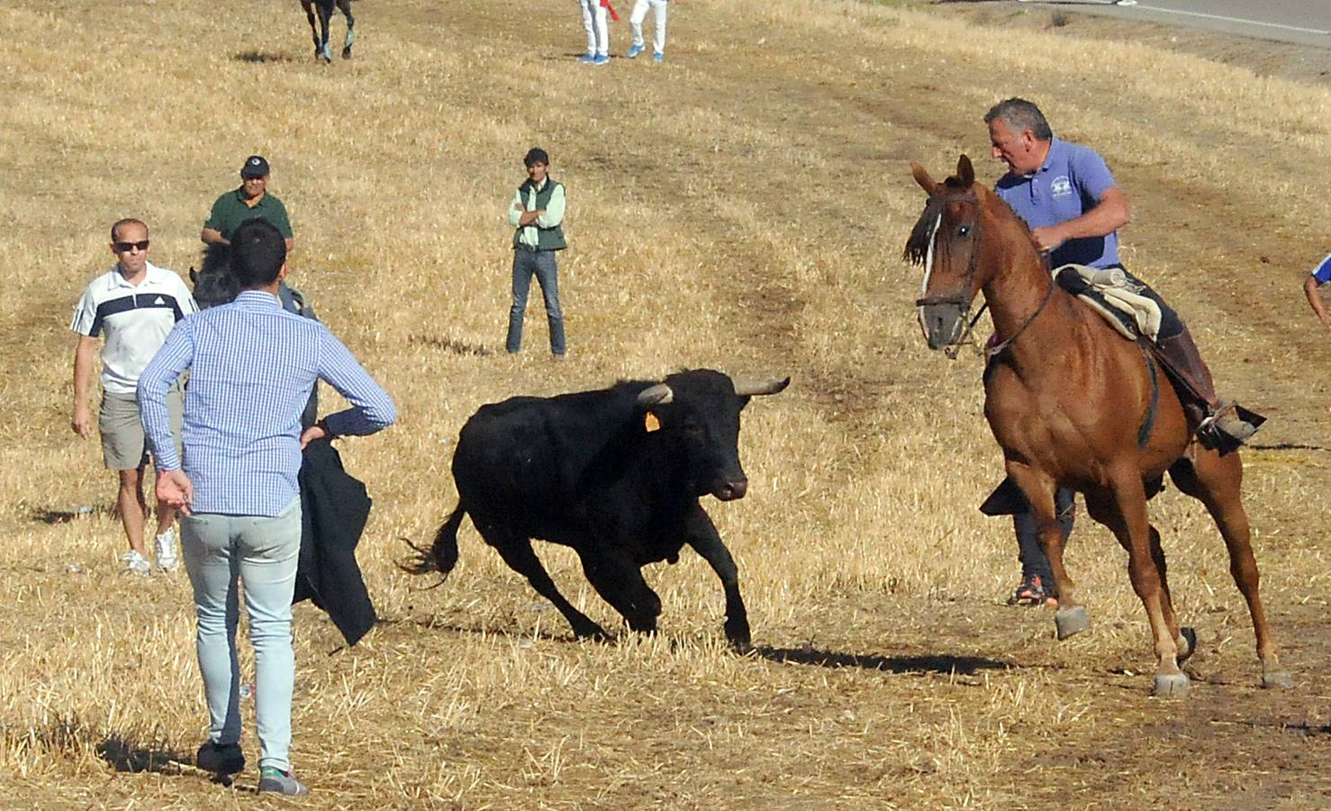 Último encierro de las fiestas de Olmedo