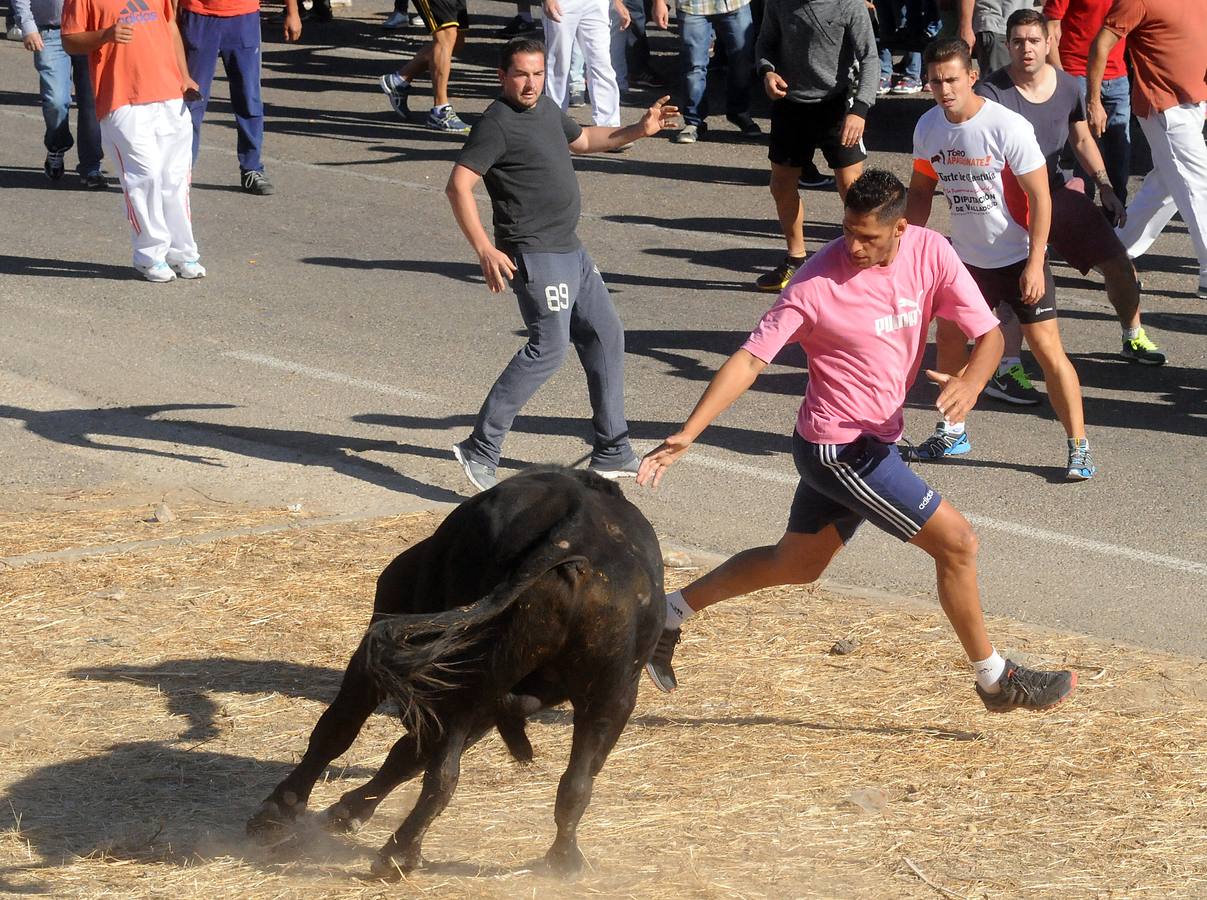 Último encierro de las fiestas de Olmedo