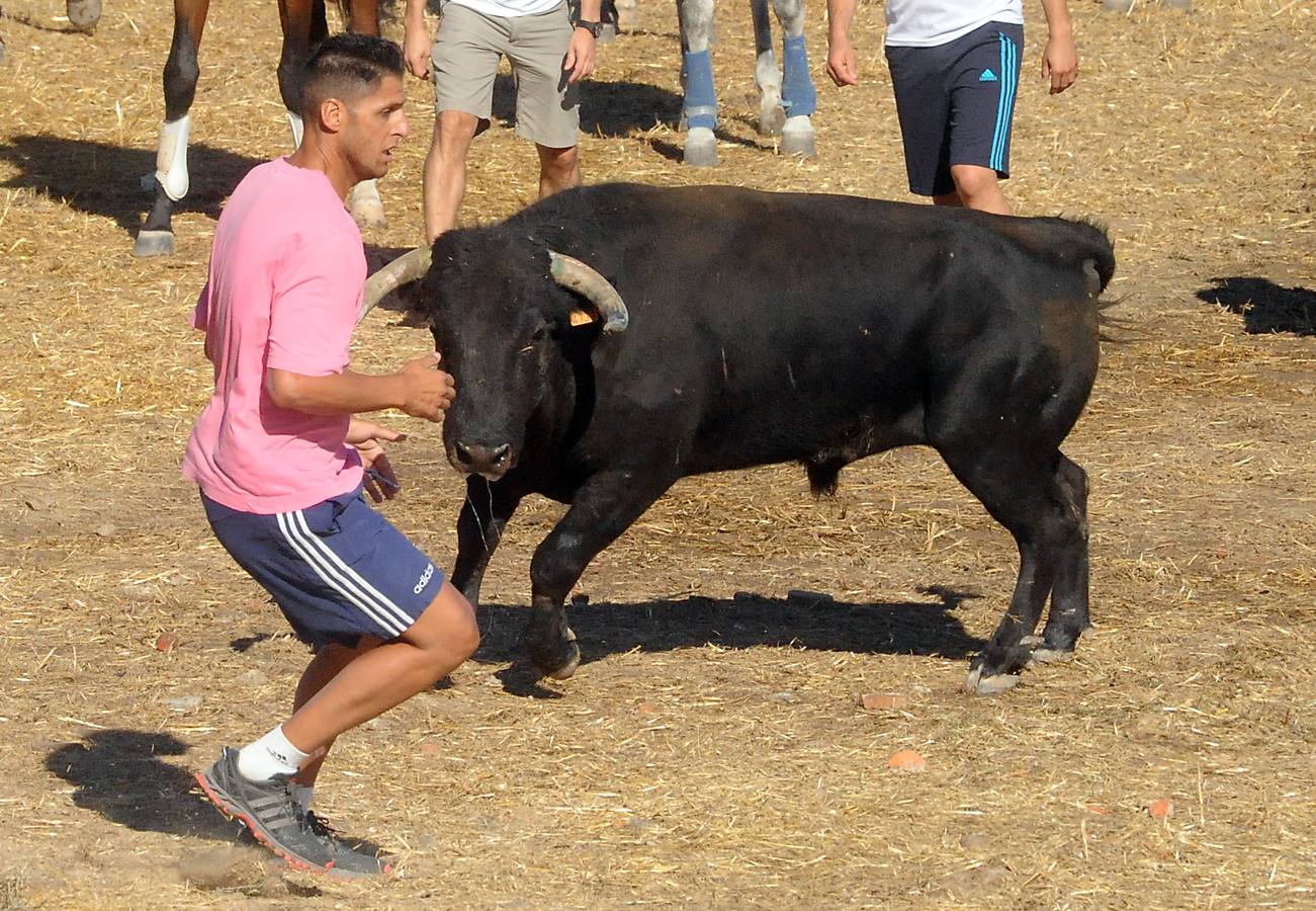 Último encierro de las fiestas de Olmedo