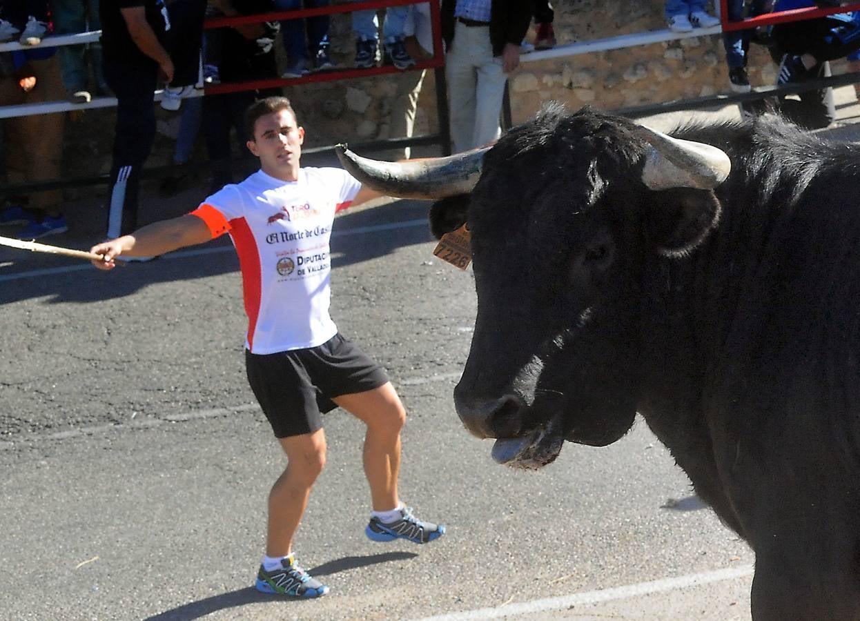 Último encierro de las fiestas de Olmedo