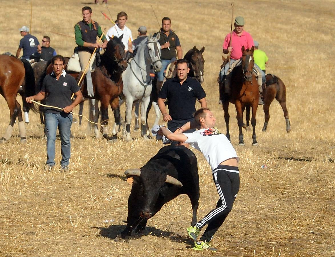 Último encierro de las fiestas de Olmedo