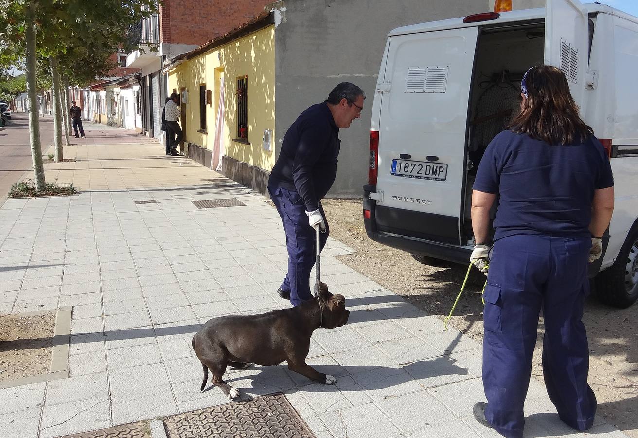Abandona a su pitbull en la casa en la que iba a ser desalojada