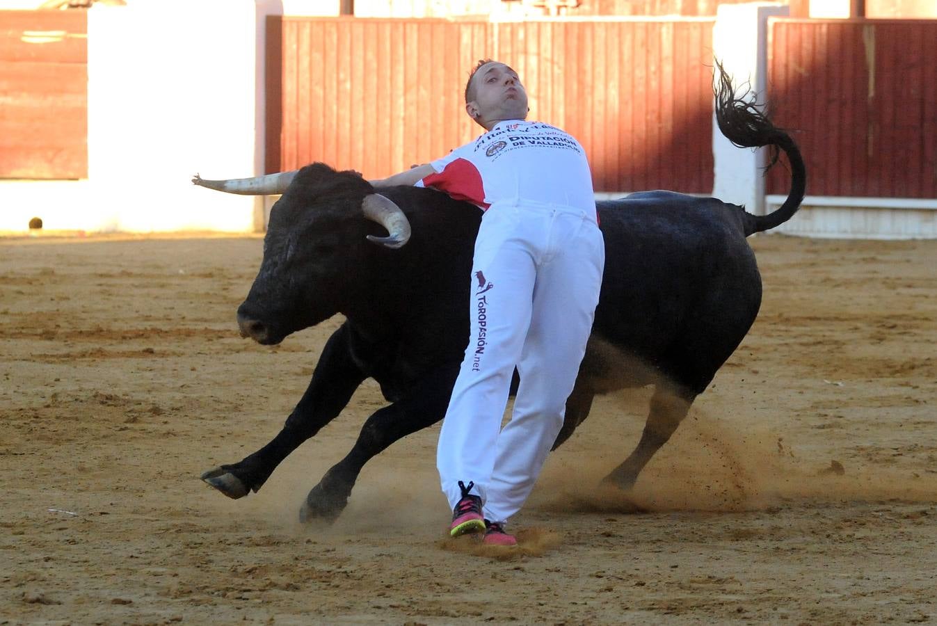 Concurso de cortes de Olmedo