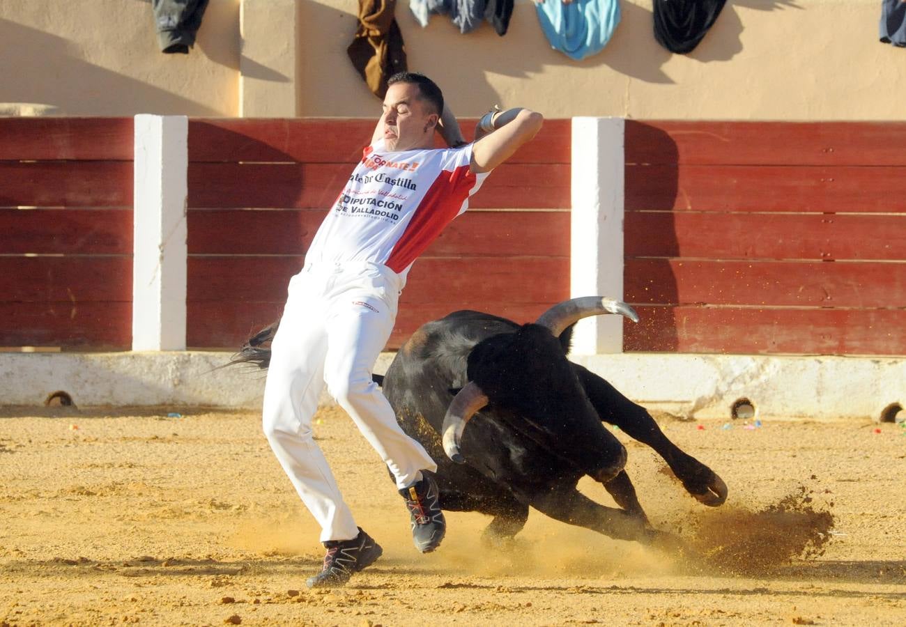Concurso de cortes de Olmedo