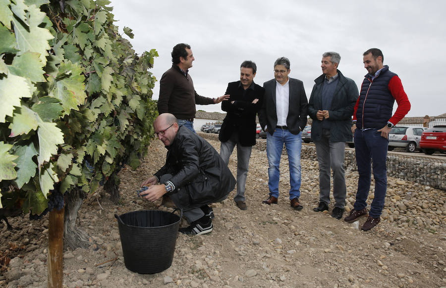 Fiesta de la vendimia en la bodega Dehesa de los Canónigos