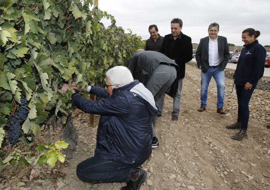 Fiesta de la vendimia en la bodega Dehesa de los Canónigos