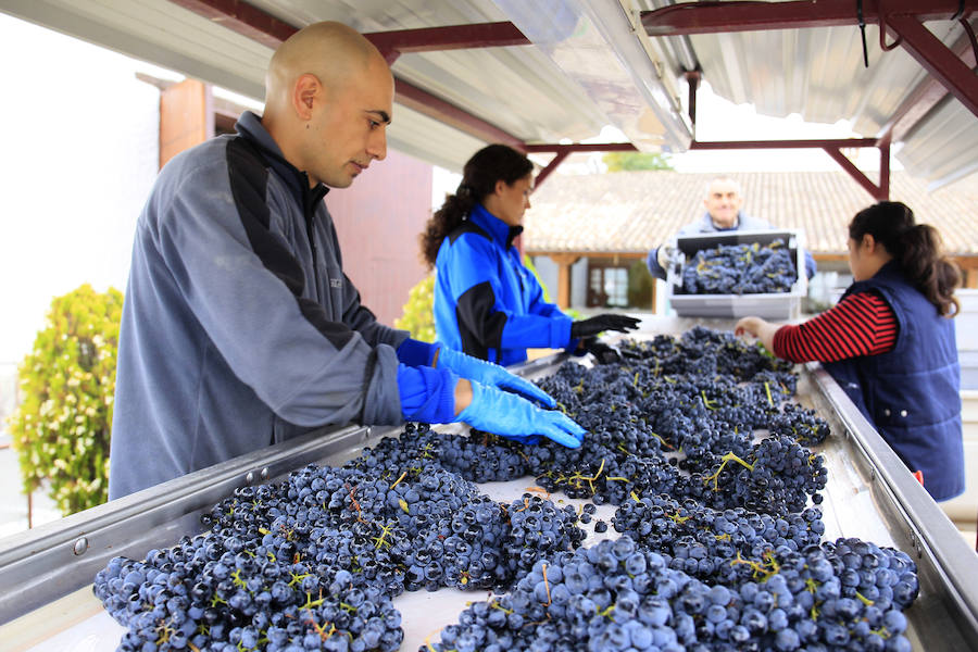Fiesta de la vendimia en la bodega Dehesa de los Canónigos
