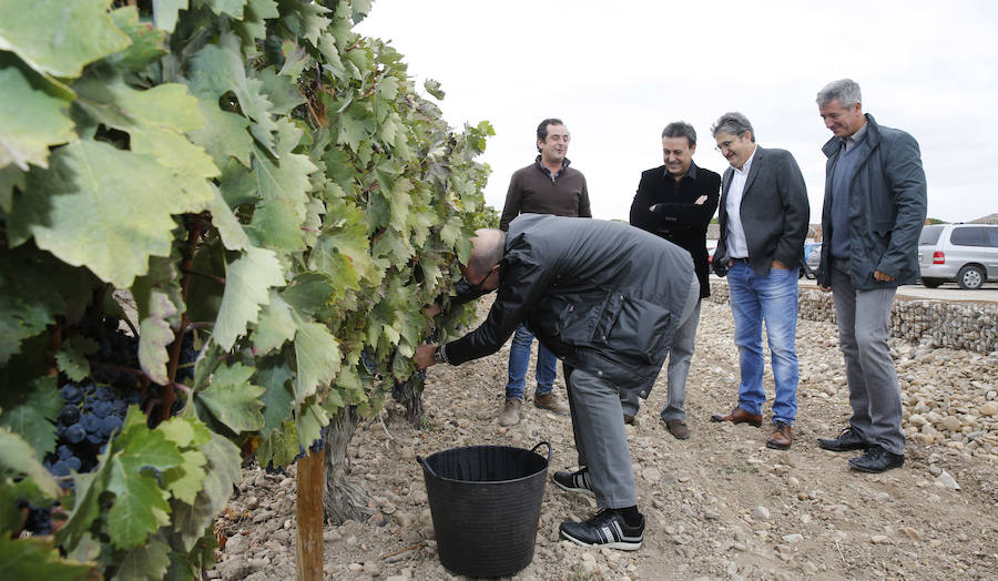 Fiesta de la vendimia en la bodega Dehesa de los Canónigos