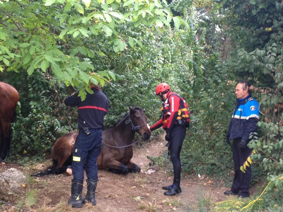 Los bomberos de Palencia rescatan a dos caballos del río Carrión