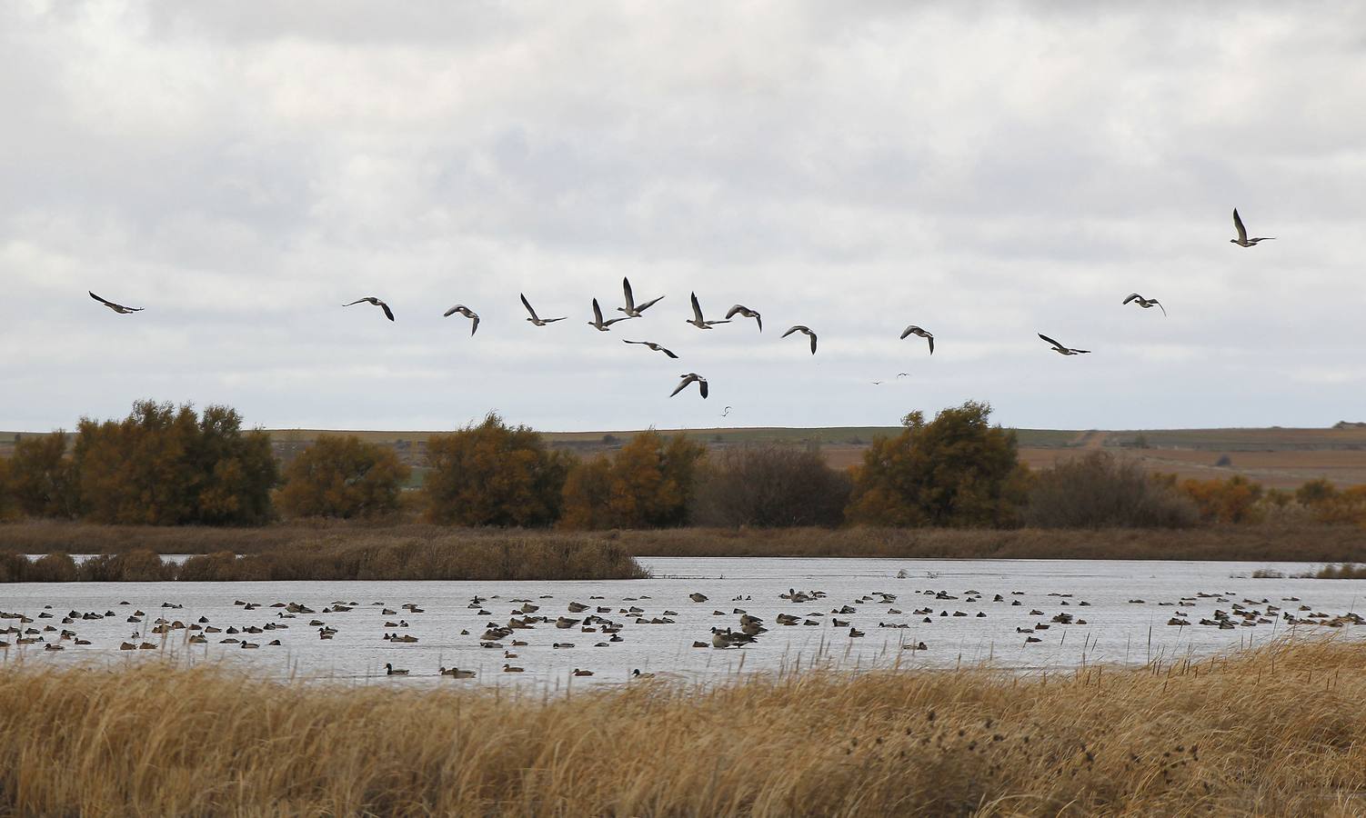 Laguna de Fuentes de Nava (Palencia). La Laguna de la Nava, o Mar de Campos, fue originalmente una gran laguna esteparia de una superficie media de entorno a 2.500 ha (que alcanzaba las 5.000 ha en los años lluviosas) situada al sur-oeste de la provincia de Palencia y que era uno de los mayores humedales de la Península. Después de varios intentos de desecación, desapareció finalmente como humedal en 1968 para abrir nuevas tierras de cultivo. En la actualidad la Laguna de la Nava es uno de humedales catalogados más importantes del territorio nacional y también del panorama internacional como así lo acreditó en 2002 la Convención Ramsar de Humedales incluyéndolo en su lista.