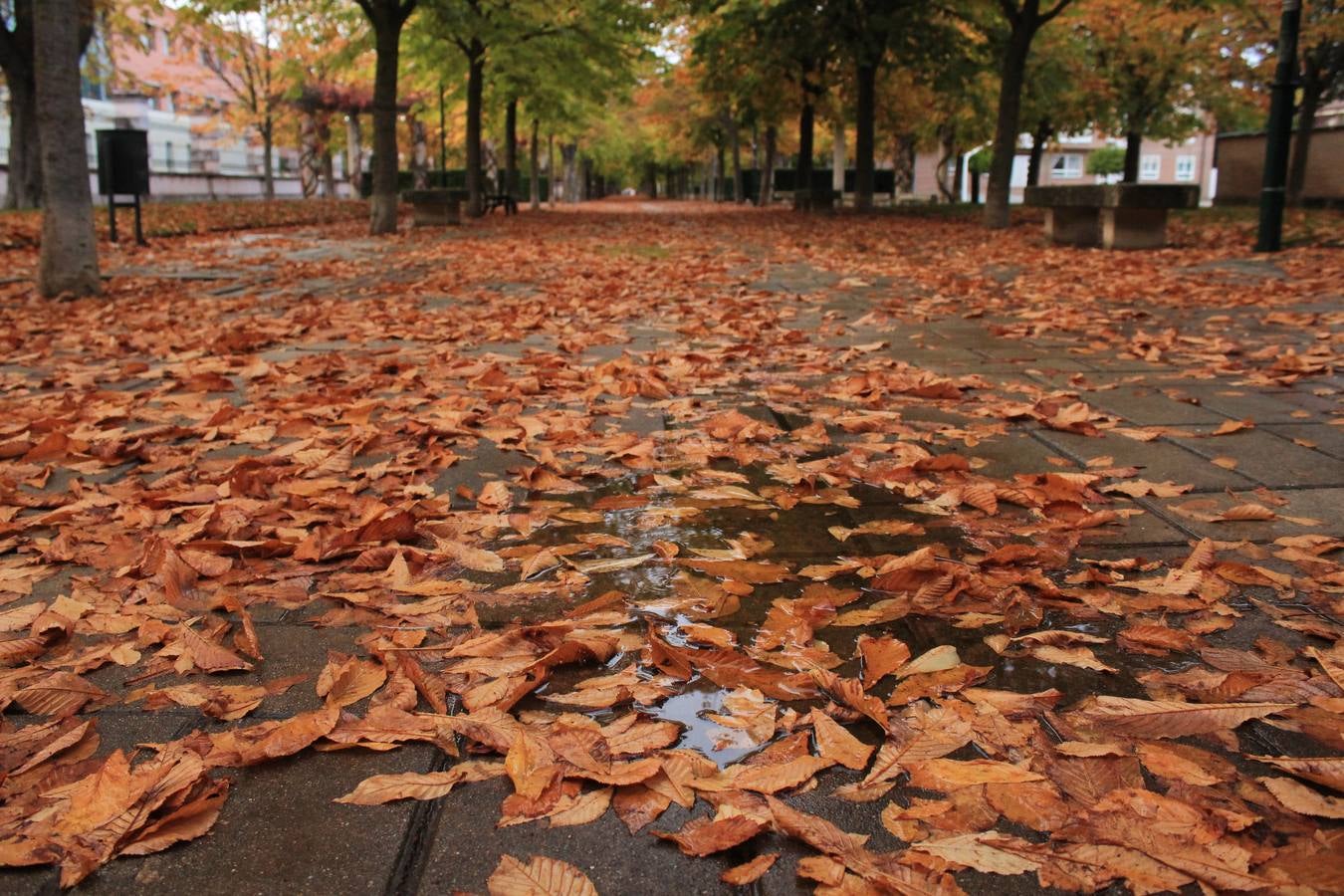 Otoño en Valladolid