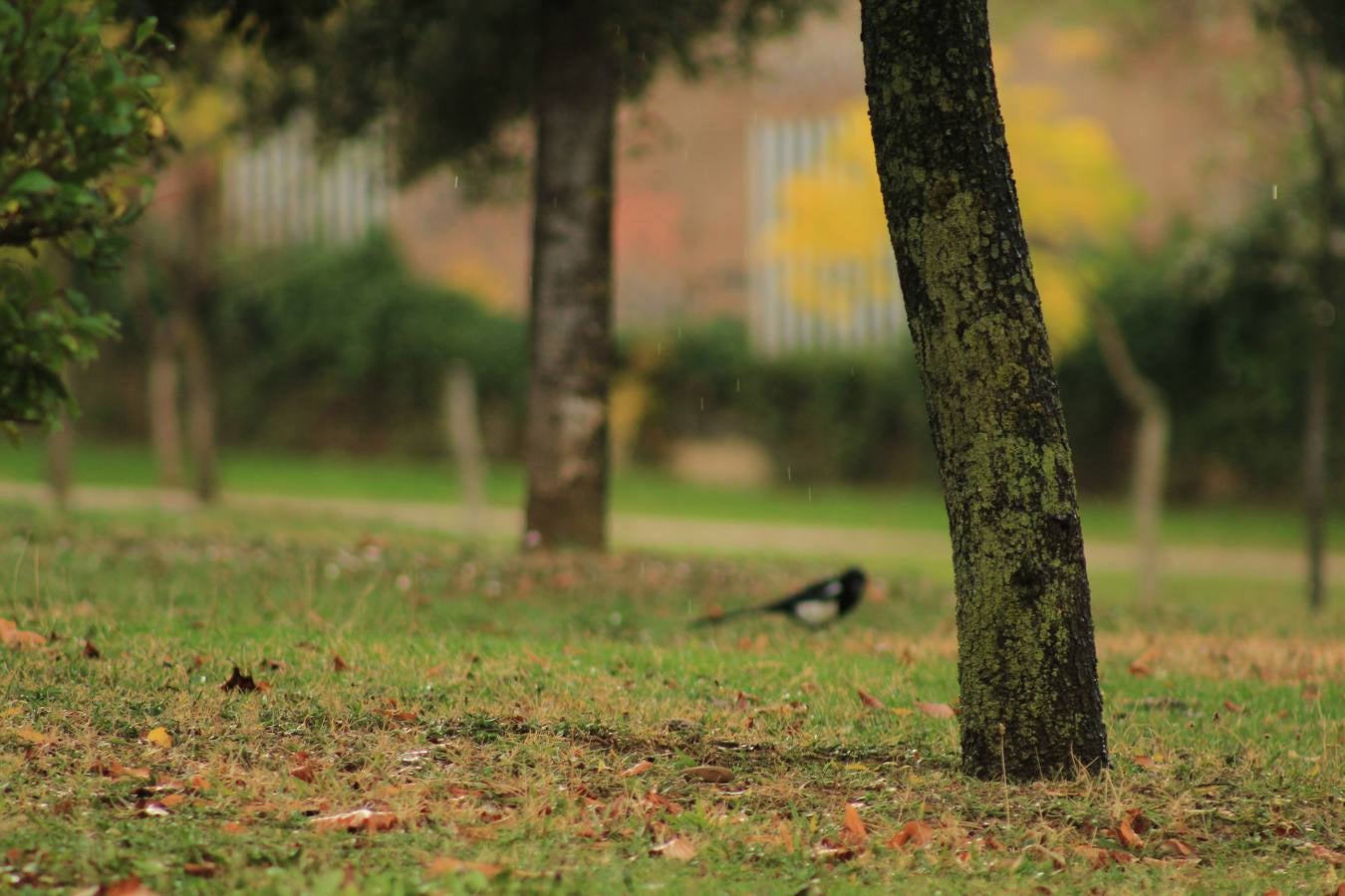 Otoño en Valladolid