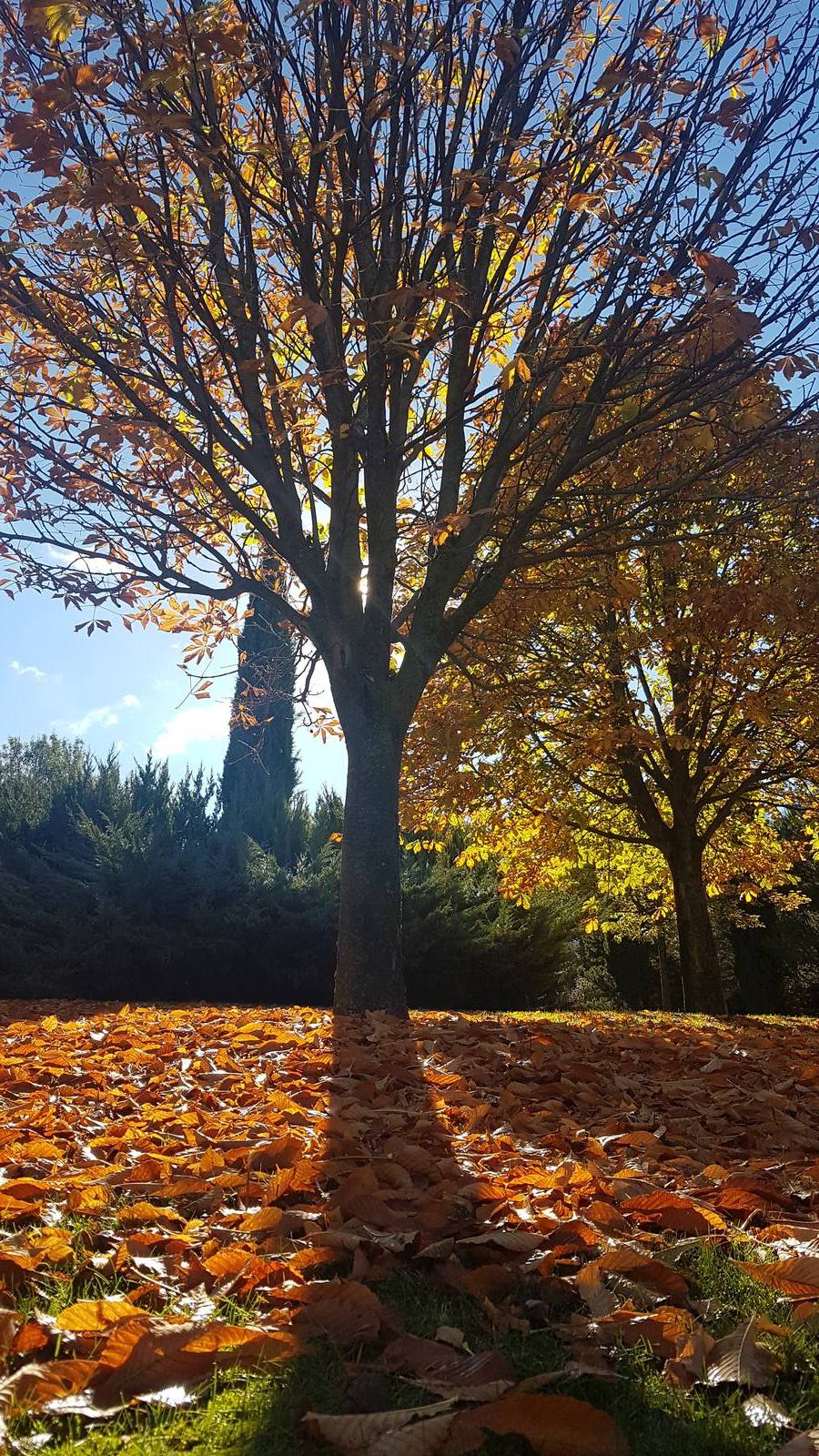 Valladolid se viste de otoño