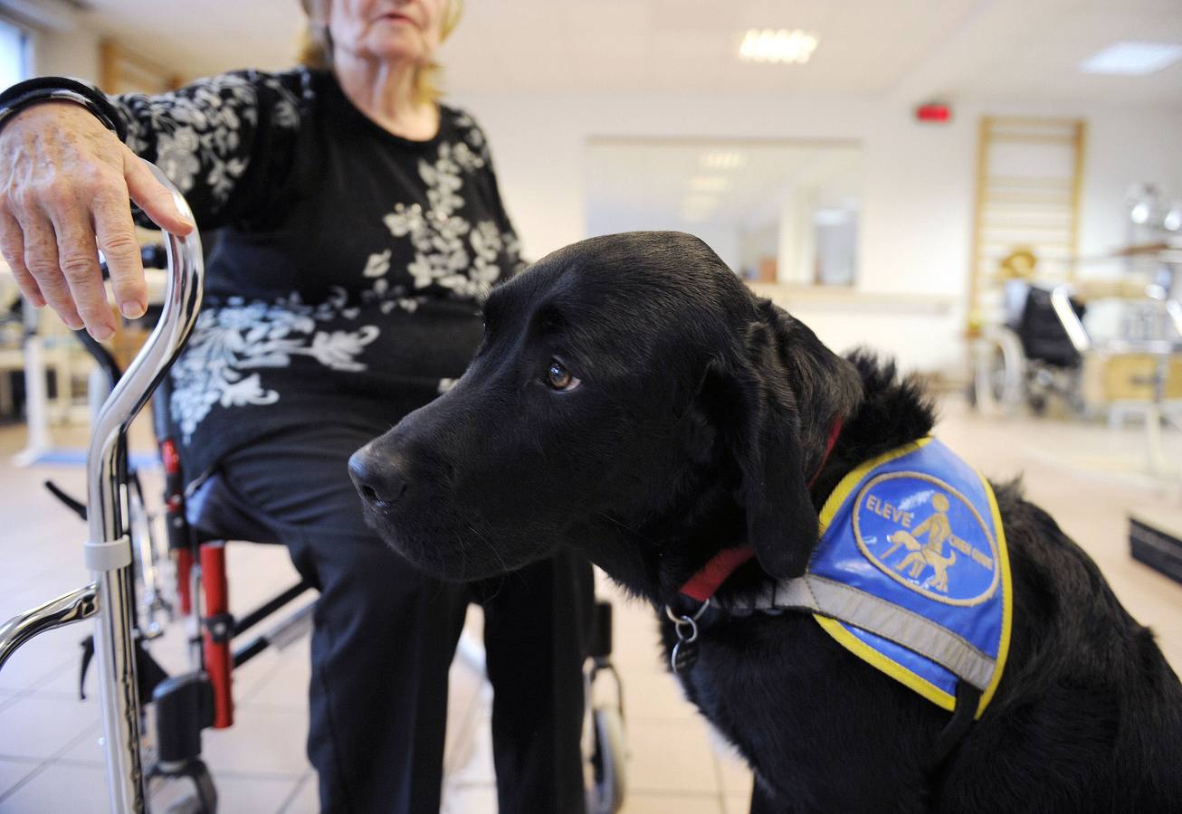 Un perro labrador participa en una sesión de fisioterapia en hospital geriátrico.