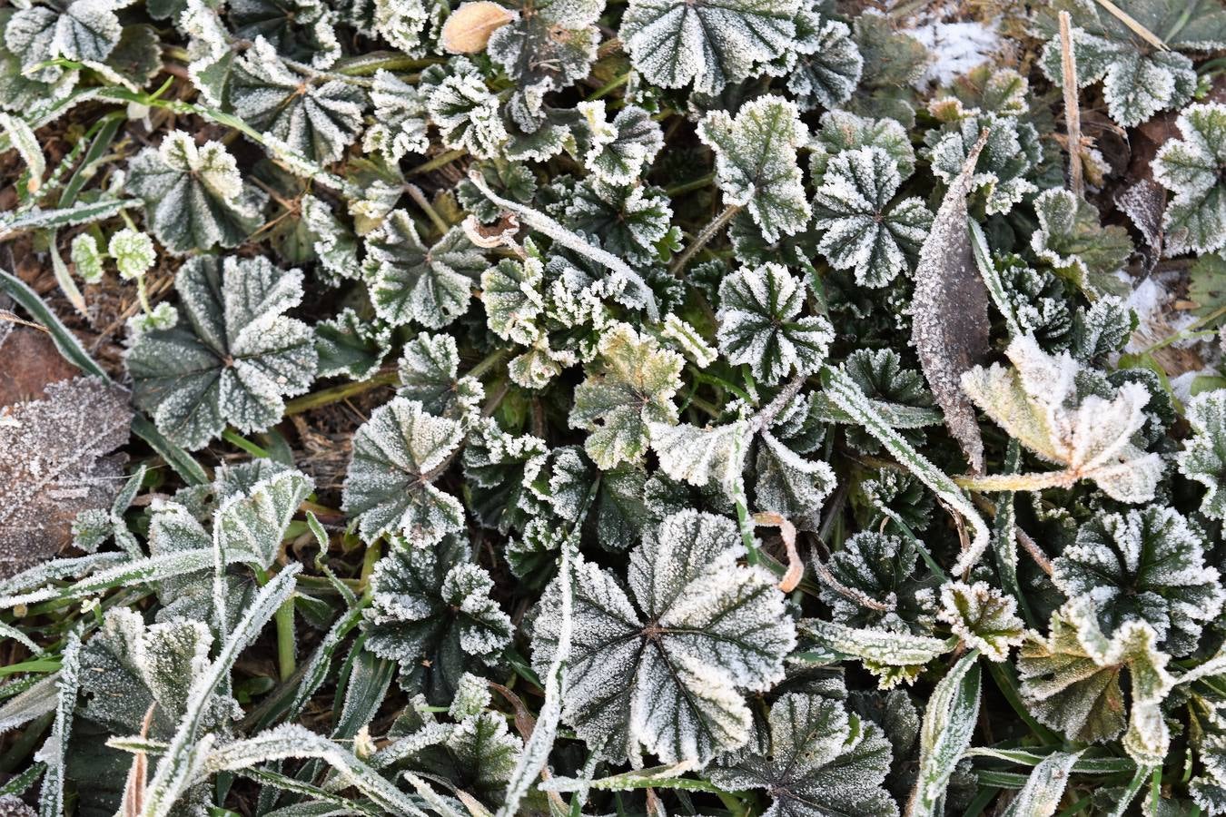 Helada en Aguilar de Campoo