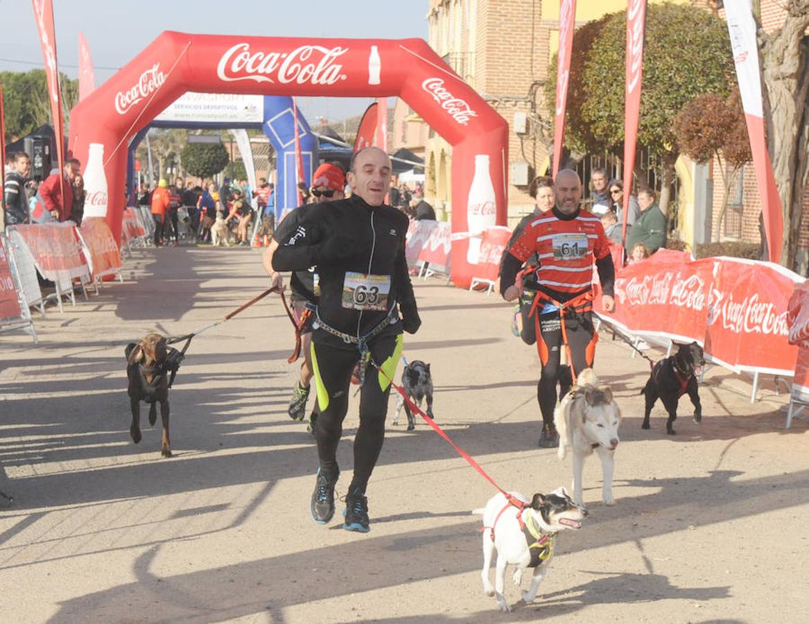 Carrera de mushing &#039;Villa de La Seca&#039;