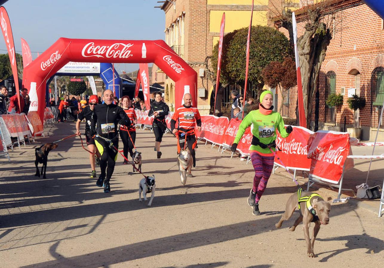 Carrera de mushing &#039;Villa de La Seca&#039;