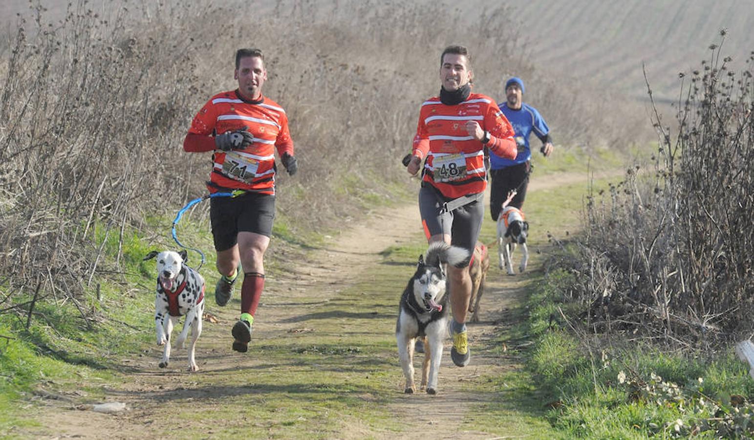 Carrera de mushing &#039;Villa de La Seca&#039;