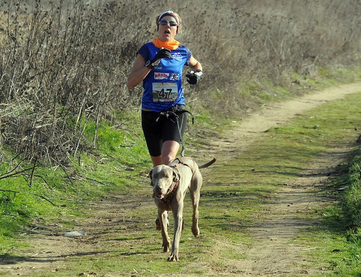 Carrera de mushing &#039;Villa de La Seca&#039;