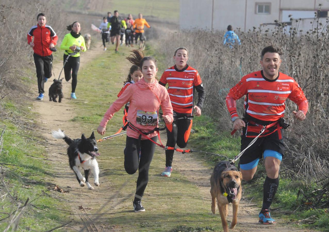 Carrera de mushing &#039;Villa de La Seca&#039;