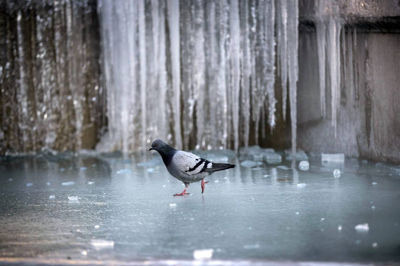 Una paloma camina por una fuente helada en la Plaza de la República en Roma.