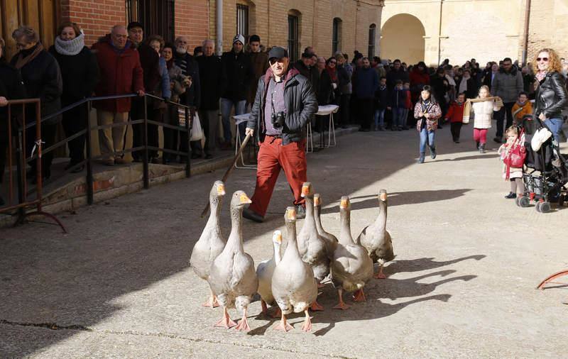 Matanza y fiesta de San Antón en Fuentes de Nava (Palencia)
