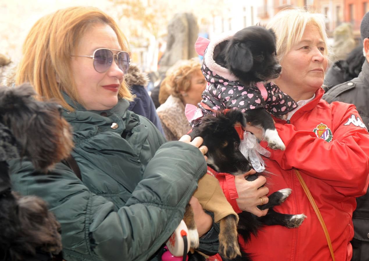 Las mascotas reciben la bendición de San Antón en la Colegiata de Medina del Campo