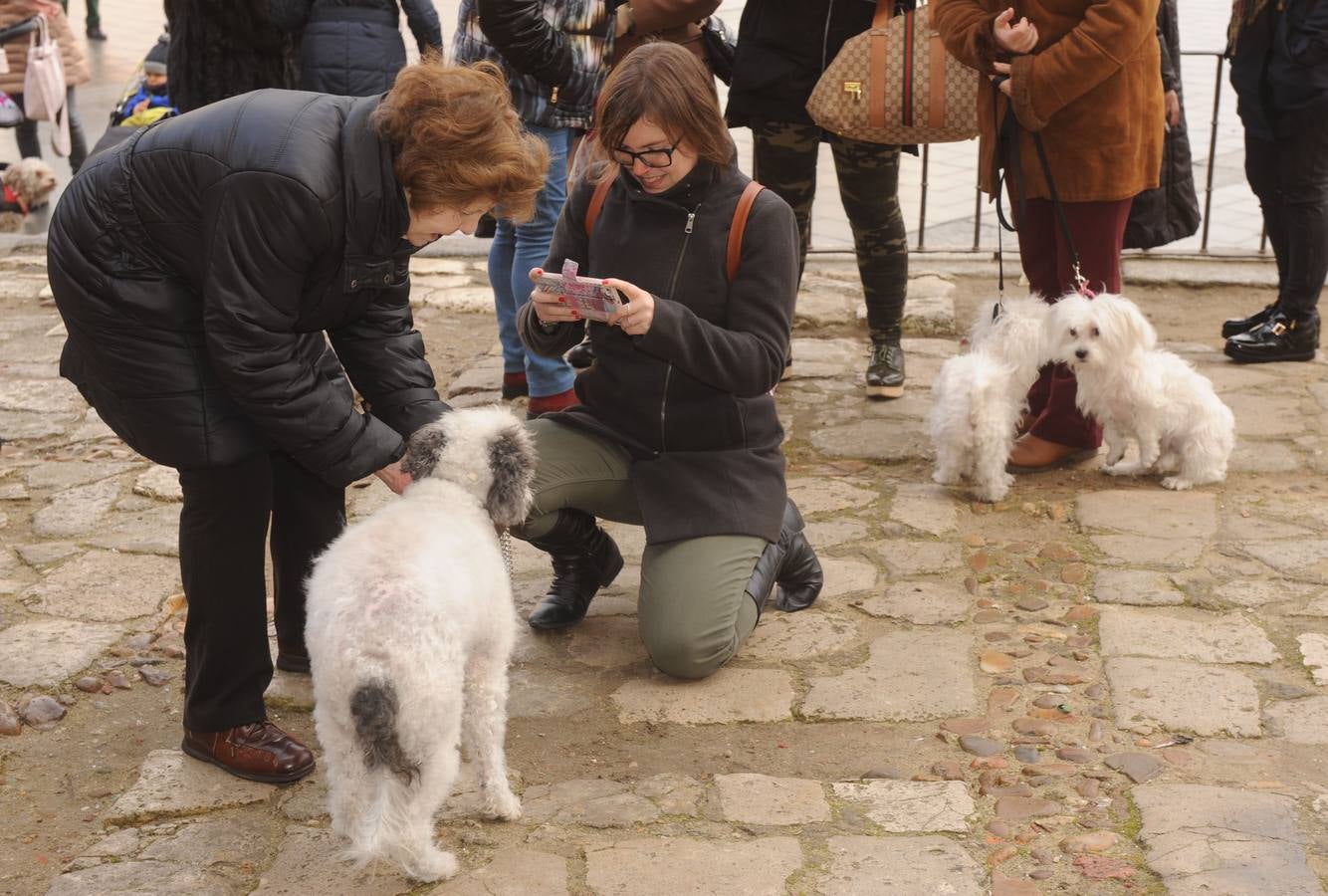 Las mascotas reciben la bendición de San Antón en la Colegiata de Medina del Campo
