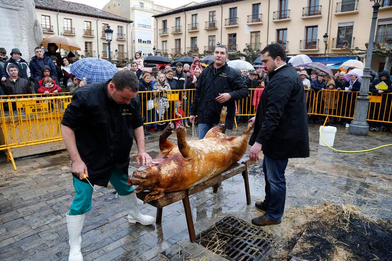 Cientos de palentinos reviven en la Plaza Mayor la matanza del cerdo
