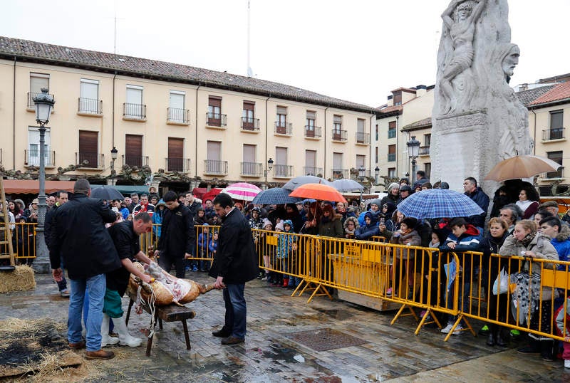Cientos de palentinos reviven en la Plaza Mayor la matanza del cerdo