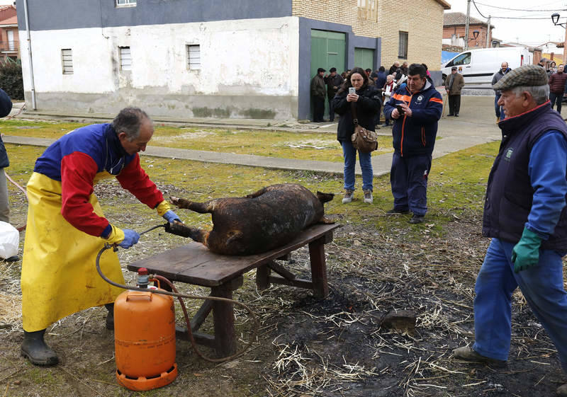 Matanza tradicional en Husillos (Palencia)