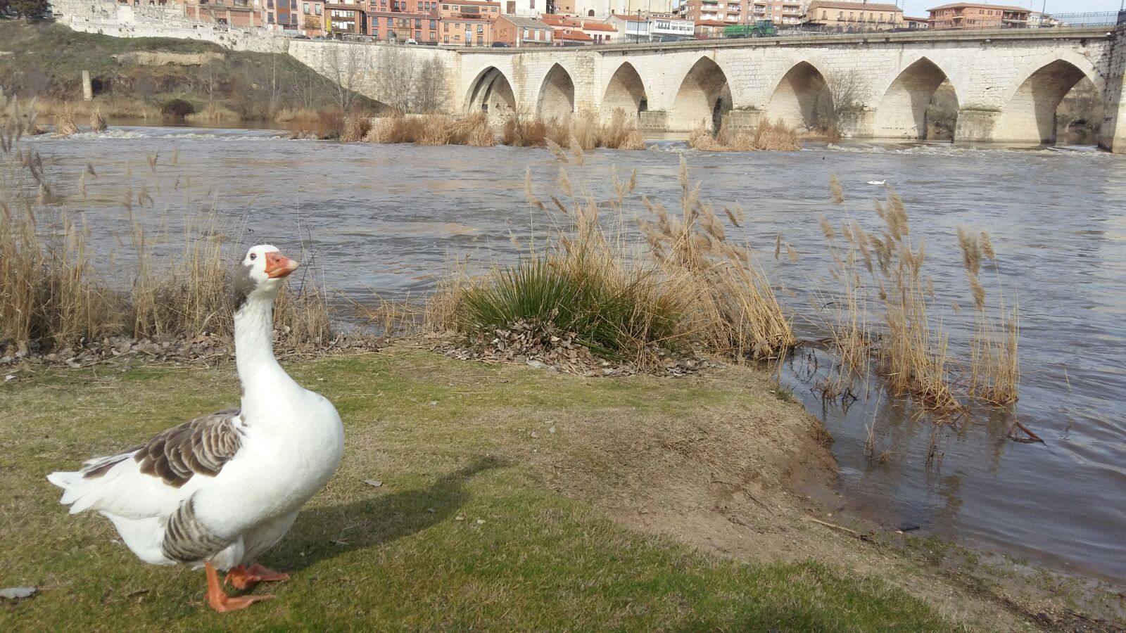 El río Duero a su paso por Tordesillas.