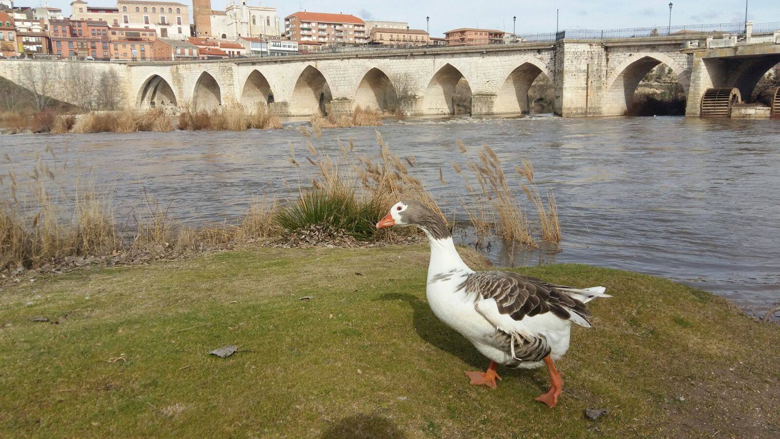 El río Duero a su paso por Tordesillas.