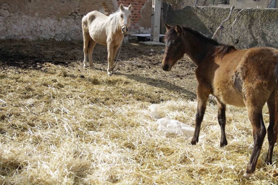 Caballos abandonados en Manzanillo