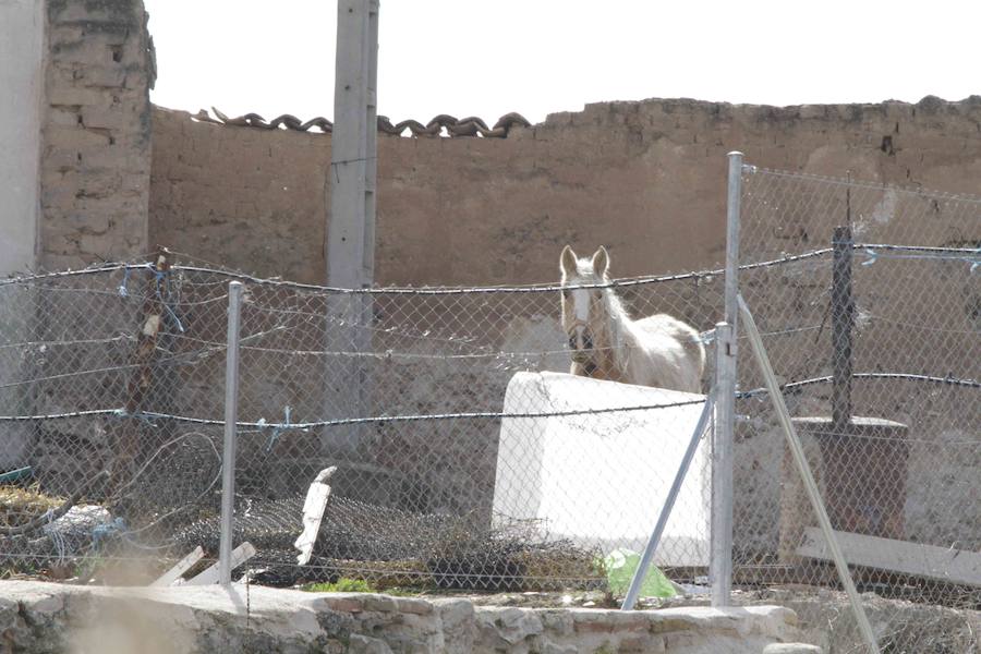 Caballos abandonados en Manzanillo