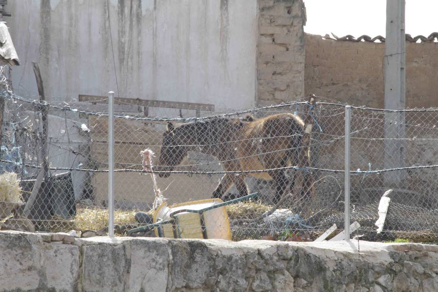 Caballos abandonados en Manzanillo