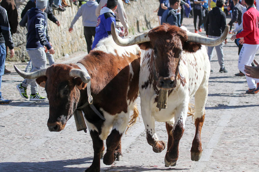 Encierro de carnaval el sábado en Ciudad Rodrigo