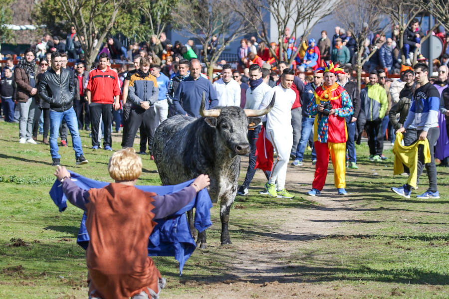 Encierro de carnaval el sábado en Ciudad Rodrigo