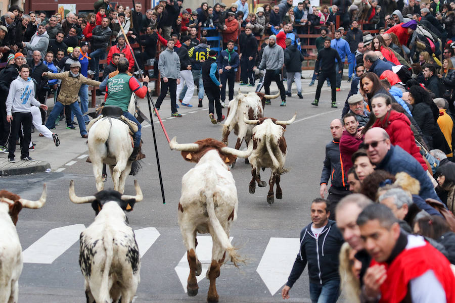 Encierro y capea en Ciudad Rodrigo