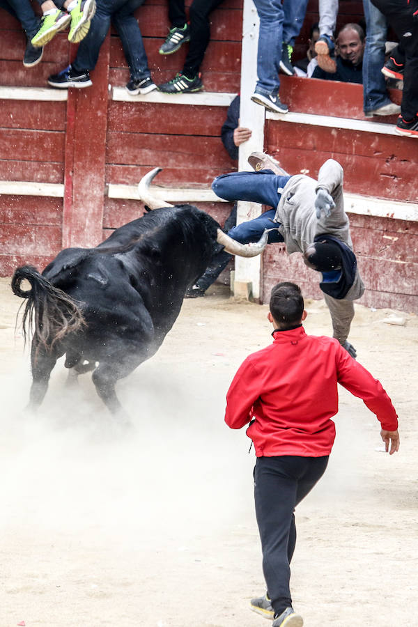Encierro y capea en Ciudad Rodrigo