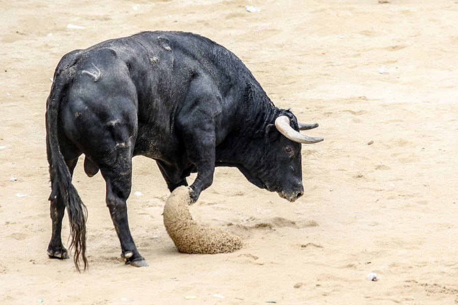 Encierro y capea en Ciudad Rodrigo