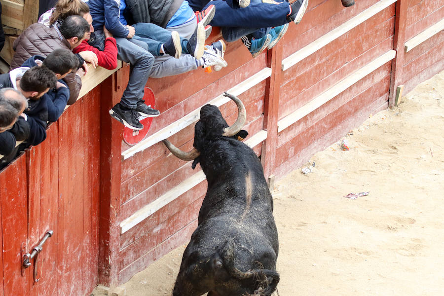 Encierro y capea en Ciudad Rodrigo