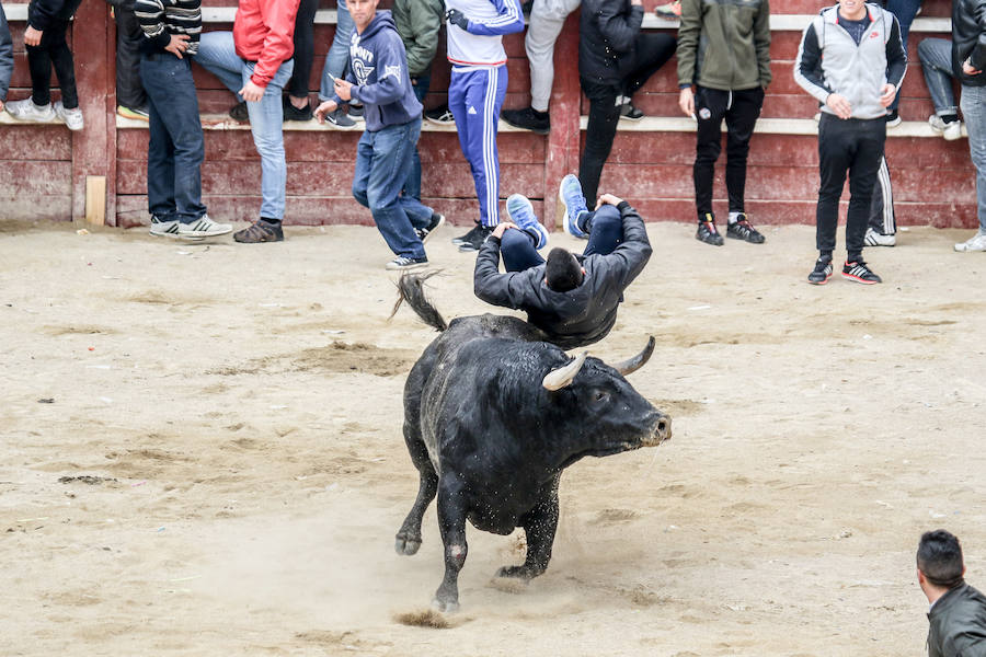 Encierro y capea en Ciudad Rodrigo