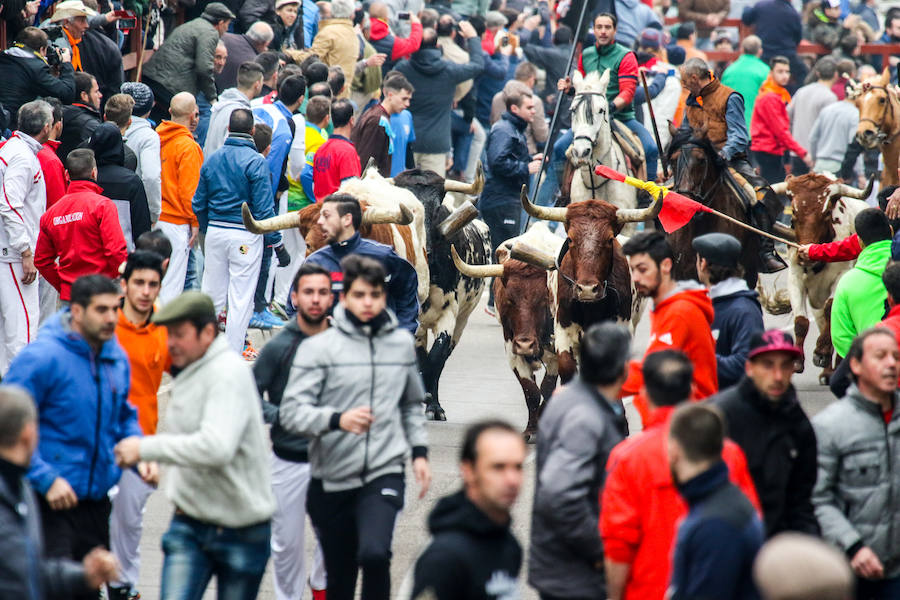 Encierro y capea en Ciudad Rodrigo