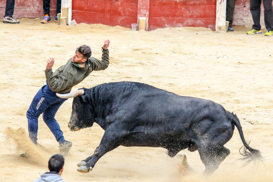 Encierro y capea en Ciudad Rodrigo