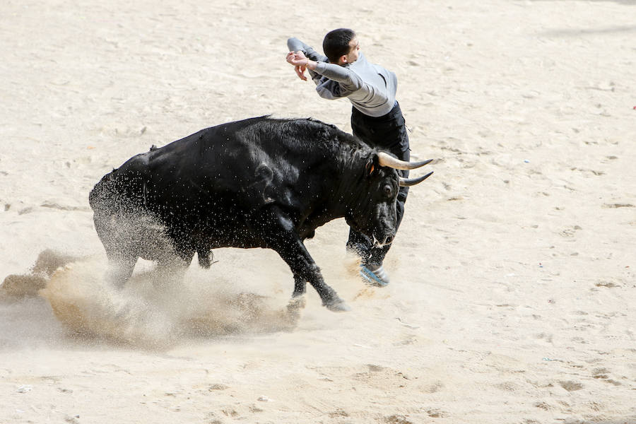 Encierro y capea el lunes de carnaval en Ciudad Rodrigo