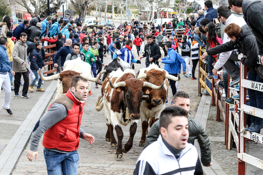 Encierro y capea el lunes de carnaval en Ciudad Rodrigo